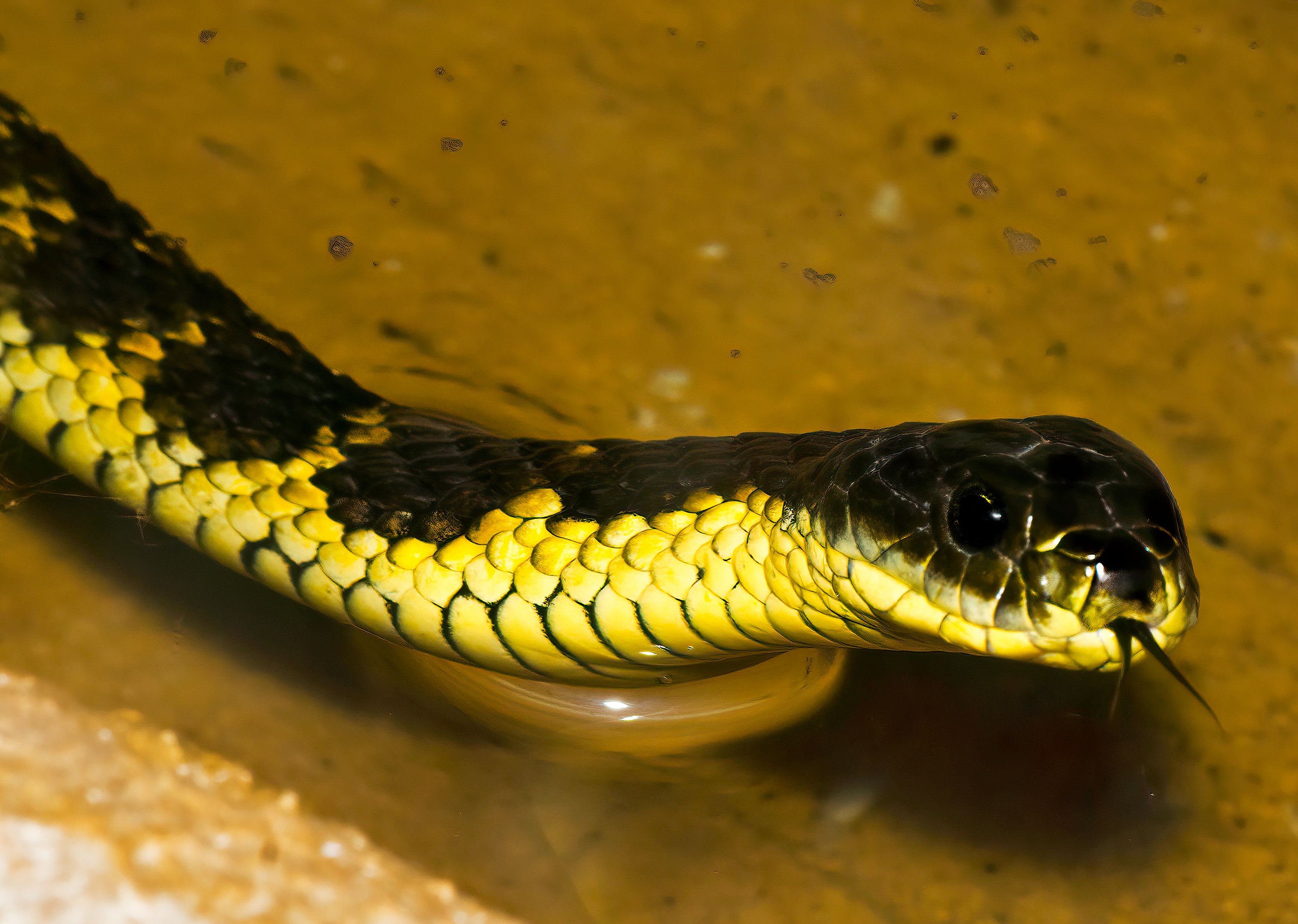 Snake for Snake venom enzymes