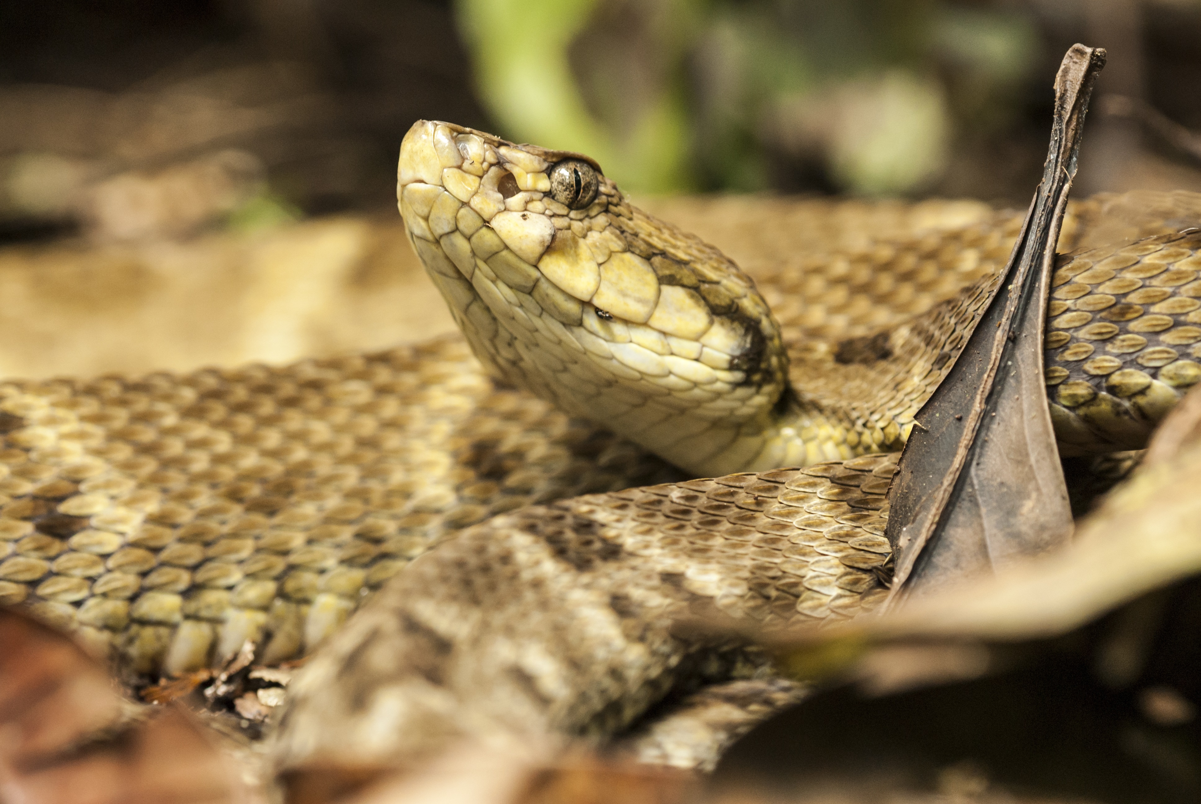 Snake for Snake venom enzymes